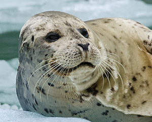 Harbor seal