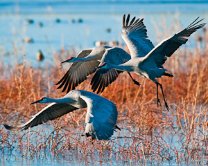 Sandhill cranes