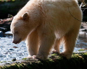 Spirit bear