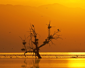 Salton Sea